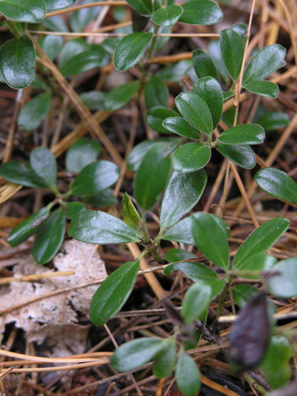 Glossy, shiny leaves are characterisitic of Bearberry.